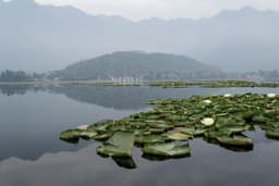 Kashmir - Buy 1 Get 1 Free photo 1